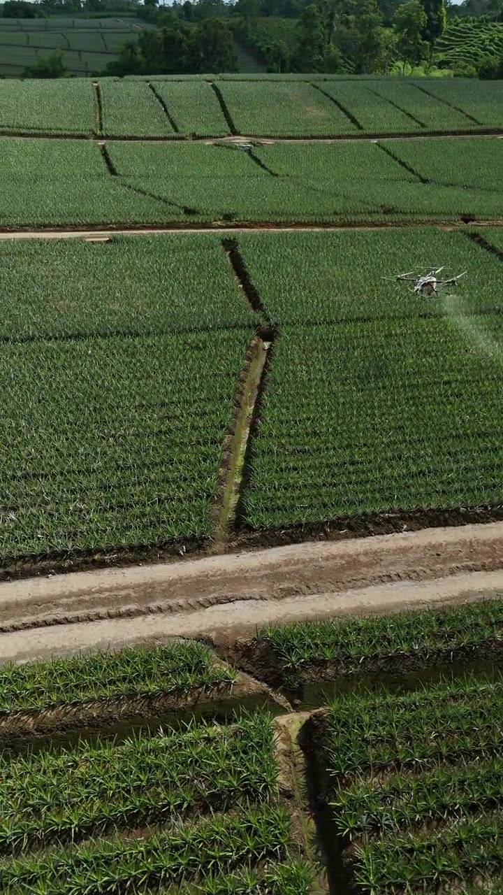 Dron Agras aplicando sobre un cultivo de piña, vista aérea